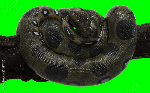 3d Illustration Boa Constrictor The World S Biggest Snake Isolated