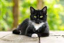Portrait Of A Black And White Cat With Green Eyes