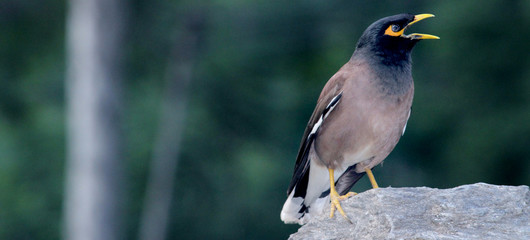 Beautiful Bird, wildlife, animal, blackbird, beak, black, common, wild, myna, starling, birds, yellow, tree, feathers, garden, feather, robin, park, thrush, fly, fauna, brown, red