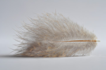 Fluffy, light feather of light shade
