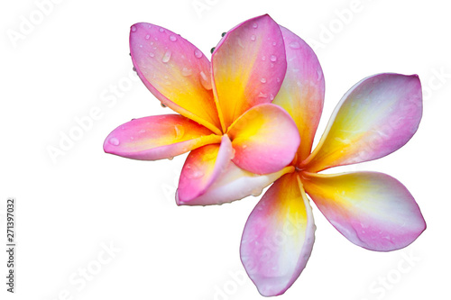 Pink plumeria flowers on a white background