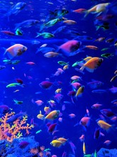 Tropical Fish In Aquarium