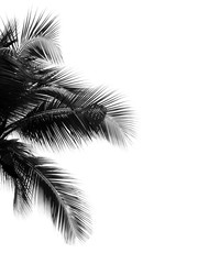 beautiful palms leaf on white background