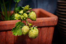 Homegrown Unripe Strawberries In A Terracotta Pot