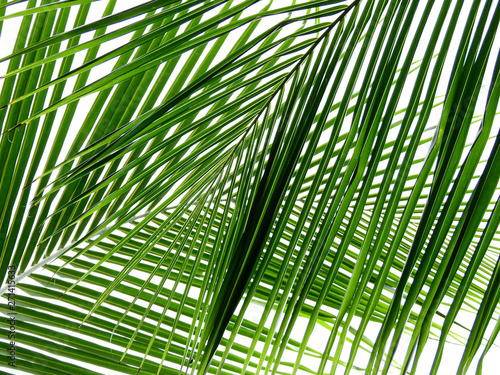Fototapety Botaniczne  zielona-botaniczna-kompozycja-lisci