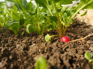 Wall Mural - radish