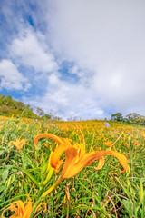 Wall Mural - Beautiful orange daylily flower farm on Sixty Rock Mountain (Liushidan mountain) with blue sky and cloud, Fuli, Hualien, Taiwan, close up, copy space