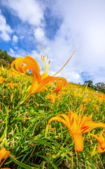 Wall Mural - Beautiful orange daylily flower farm on Sixty Rock Mountain (Liushidan mountain) with blue sky and cloud, Fuli, Hualien, Taiwan, close up, copy space