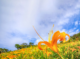 Wall Mural - Beautiful orange daylily flower farm on Sixty Rock Mountain (Liushidan mountain) with blue sky and cloud, Fuli, Hualien, Taiwan, close up, copy space