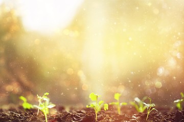 Green Growing Plant in Human Hands on background