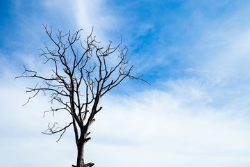 Wall Mural - dead tree