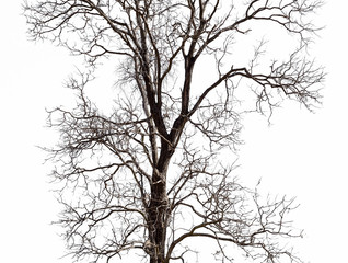 Wall Mural - dead tree