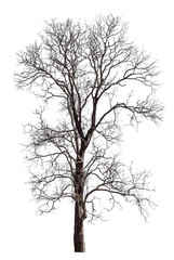 Wall Mural - dead tree