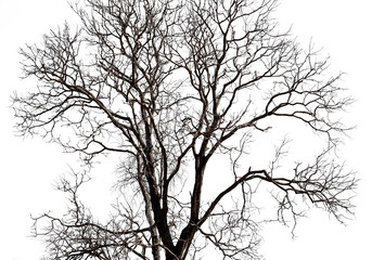 Wall Mural - dead tree