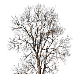 Wall Mural - dead tree