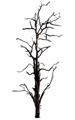 Wall Mural - dead tree