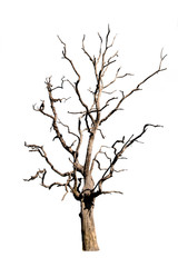 Wall Mural - dead tree