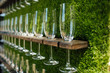 A lot of glasses of champagne in a green atmosphere.  Secular reception, new year, wedding
