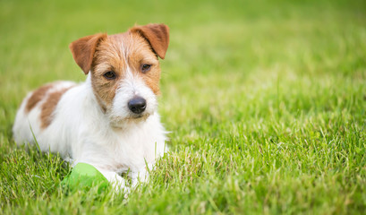 Wall Mural - Lazy resting happy pet dog puppy laying in the grass, web banner, summer background with copy space