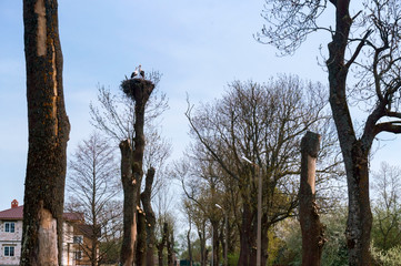 Cut trees and a bird's nest. Storks in a nest on a tree.