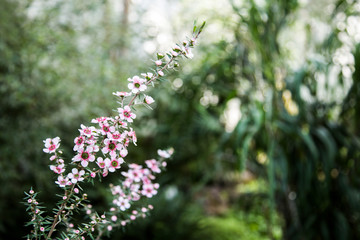 tiny pink blossoms