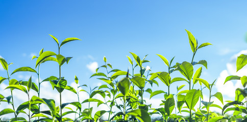 Poster - Green tea, tea tree, tea leaves, Assam tea, fresh green and bright sky