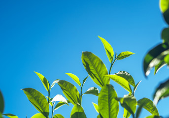 Wall Mural - Green tea, tea tree, tea leaves, Assam tea, fresh green and bright sky