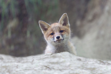 Portrait of Red fox (Vulpes vulpes)