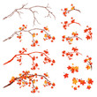 © Cattallina - autumn season maple tree branches - bright fall season vector design set