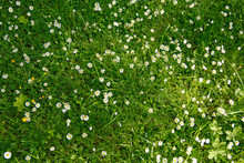 Daisy Flowers In A Lush Grass