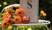 Back To School – Greeting Card Style. Beautiful Orange Flowers, Red Apple And Calendar Of September Are On Garden Table In Sunny Day. Horizontal Image. Concept: Autumn And Academic Season Start.  