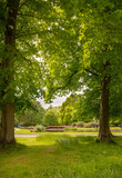 Fototapeta Las - Trees in a park