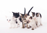 Fototapeta Koty - Litter of adorable kittens looking at a point on white background