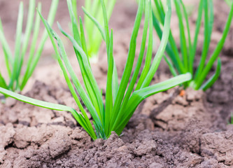 lush bunches of green onions growing in the garden close-up