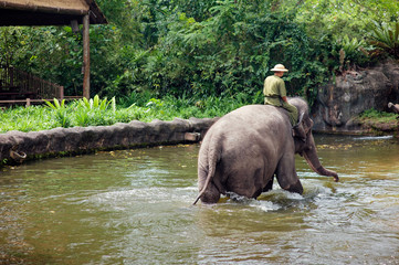 Elephant trekking through jungle river. Man riding on elephant.