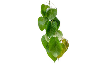 Bodhi green leaf isolated on white background