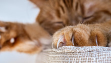 Close Up Of Large Claws Visible On One Of The Front Paws Of A Large Orange Cat Sleeping On A Chair;