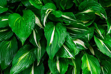 Green And White Hosta Plant. Hosta Plants With Wet Leaves. Rain Covered Hosta Plants. Upclose Macro Of Green Hosta Leaves.