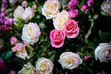 Fototapeta  - Beautiful blossom of roses flowers.