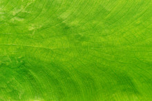 structure of leaf natural background,green leave texture