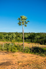 Wall Mural - Carnauba palm (Copernicia prunifera) against blue sky in Oeiras, Piaui state - Brazil