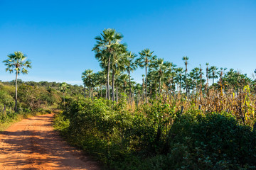 Wall Mural - Carnauba palms (Copernicia prunifera) against blue sky in Oeiras, Piaui state - Brazil