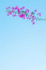 Wall Mural - Blooming violet bougainvillea flowers against light blue sky.