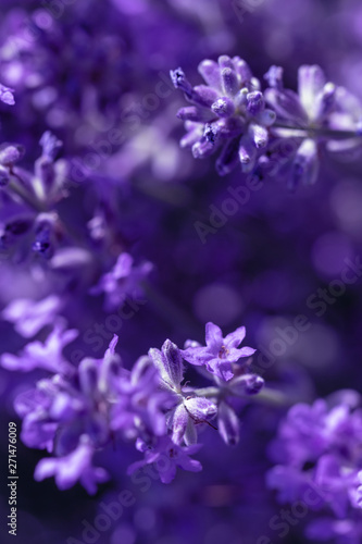 Lavender flower on the field.