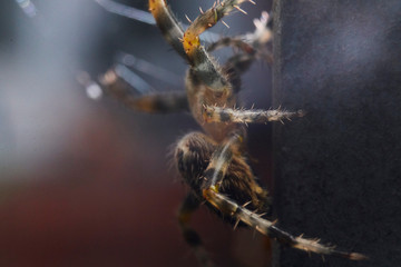 spider on web