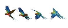Four Flying Patterns Of Macaw Parrots.
