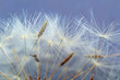 © Katie - dandelion seeds on background of blue sky