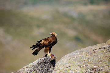 Canvas Print - The golden eagle (Aquila chrysaetos) sitting on the rock. Male golden eagle in the Spanish mountains.