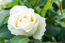 Blooming White Rose Flower On A Bush