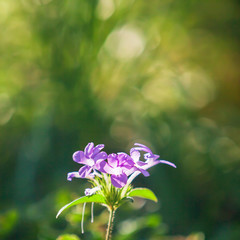 Poster - Soft focus on orchid color flowers are in bloom on blur green backdrop.